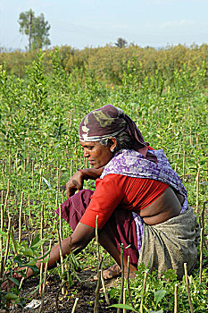印度,女人,对等,伙伴,工作,地点,风景,清洁,区域,橙色,种植园,马哈拉施特拉邦,著名,橘子,一月,2007年