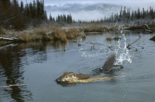 美洲海狸,美洲河狸,拍击,水,尾部,北方生物带,水塘,阿拉斯加