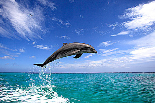 宽吻海豚,海豚,成年,跳跃,室外,海洋,洪都拉斯,加勒比,中美洲,拉丁美洲