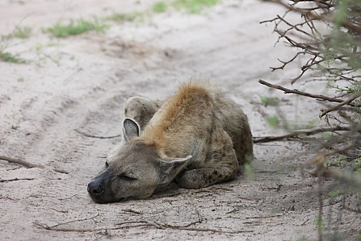 鬣狗,肯尼亚,非洲,大草原,野生动物,哺乳动物