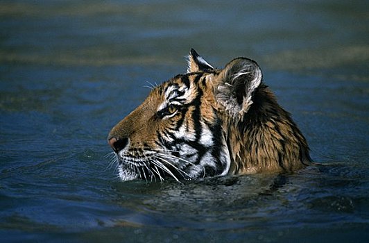 虎,水中