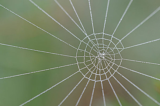 蜘蛛网,露珠,北莱茵威斯特伐利亚,德国,欧洲