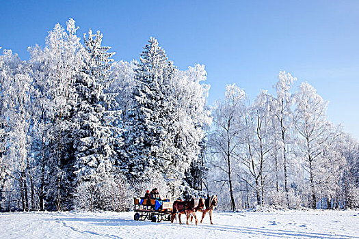 马拉,雪撬,乘,冬天,风景,巴伐利亚,树林,靠近,德国,欧洲