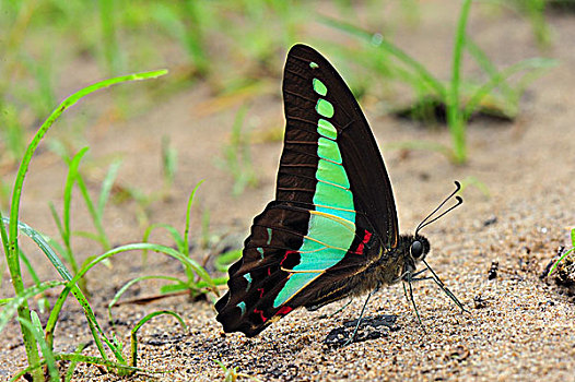 燕尾蝶,矿物质,沙子,古农列尤择国家公园,北方,苏门答腊岛,印度尼西亚