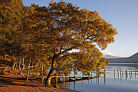 秋天,树,湖岸