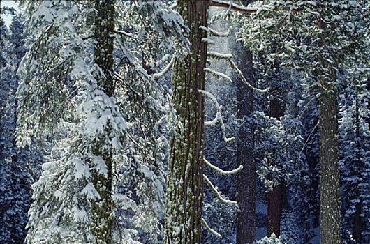 巨杉,树林,冬天,国家公园,加利福尼亚