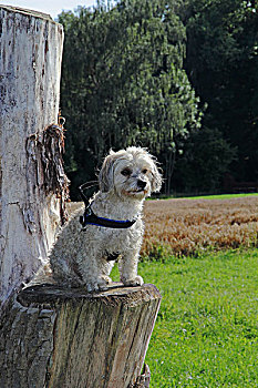 哈瓦那犬,3岁,坐,树,树干,巴登符腾堡,德国,欧洲