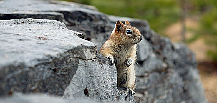 地松鼠,瓦特顿湖国家公园,艾伯塔省,省,加拿大,北美