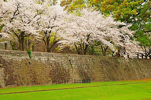 熊本,城堡,春天,日本