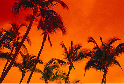 棕榈树,日落,夏威夷大岛,夏威夷,美国