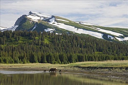 大灰熊,棕熊,女性,穿过,河,阿拉斯加
