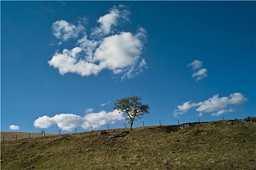 树,多云,蓝天,苏格兰边境