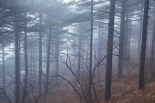 黄山雾中松树