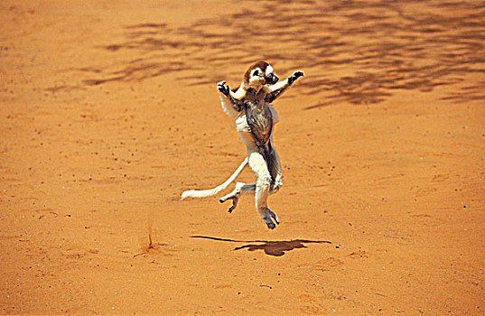 马达加斯加狐猴,维氏冕狐猴,成年,蹦跳,地面,贝伦提保护区,马达加斯加