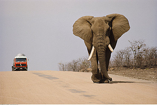 大象,卡车,途中,克鲁格国家公园,南非
