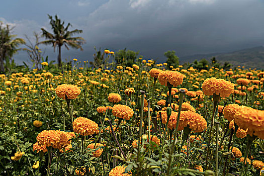 地点,万寿菊,花,供品,巴厘岛,印度尼西亚,亚洲