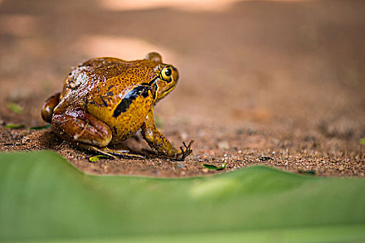 madagascar马达加斯加番茄青蛙微距摄影