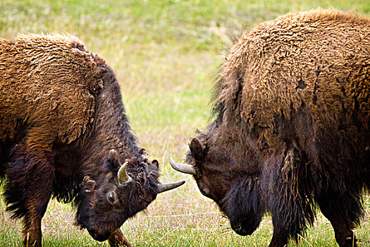 两个,男性,野牛,水牛,争斗,黄石国家公园,怀俄明,美国