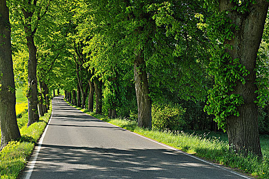树林,道路,地区,北莱茵-威斯特伐利亚,德国