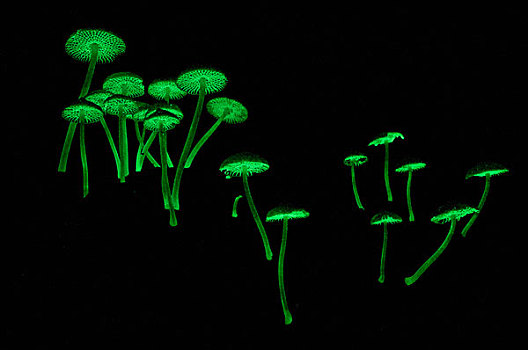 蘑菇,多,生物发光,吸引,夜间,昆虫,巴戈国家公园,马来西亚