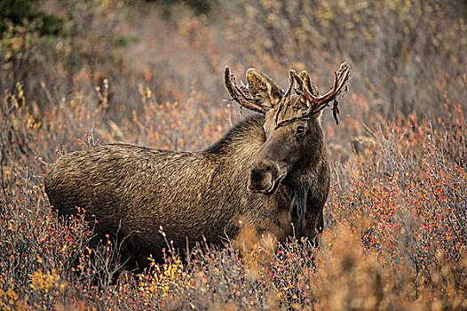 驼鹿,鹿角,天鹅绒,德纳里峰国家公园,阿拉斯加,美国
