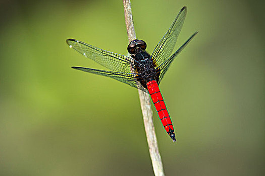 蜻蜓,国家公园,刚果