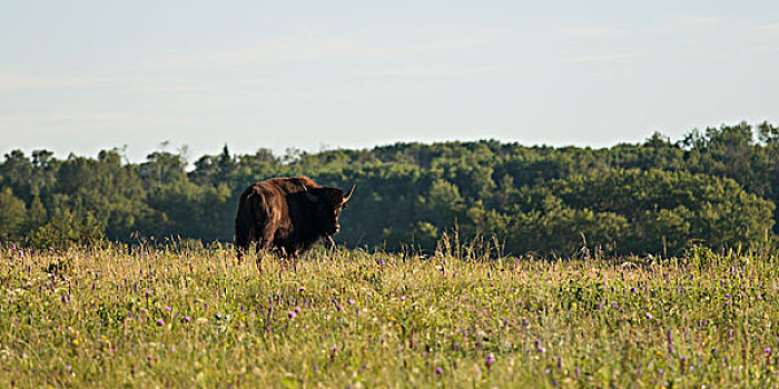 美洲野牛,野牛,站立,草地,赖丁山国家公园,曼尼托巴,加拿大
