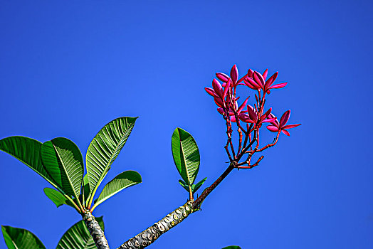 鸡蛋花,海南