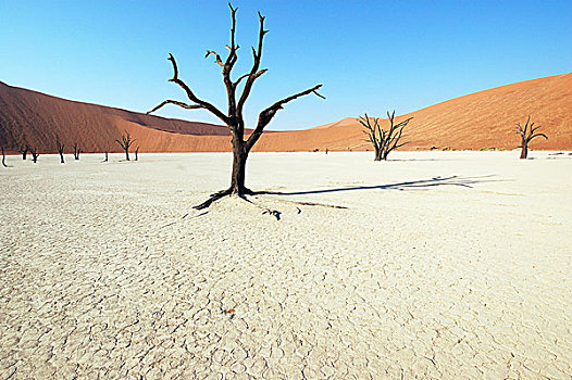 树,沙漠,死亡谷