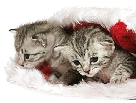 小猫,圣诞节,帽子