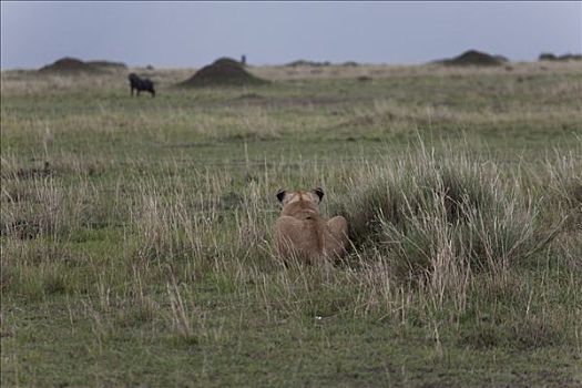 雌狮,狮子,看,水牛,地点,马赛马拉国家保护区,肯尼亚
