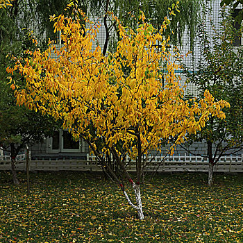 黄金树木