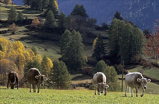 母牛,哺乳动物,草场,瓜达,格劳宾登州,瑞士,欧洲,牲畜,农事,动物