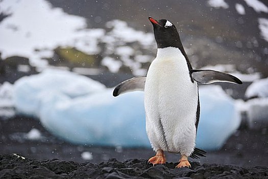 巴布亚企鹅,布朗布拉夫,南极