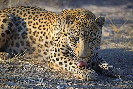 豹,区域,纳米比亚,非洲