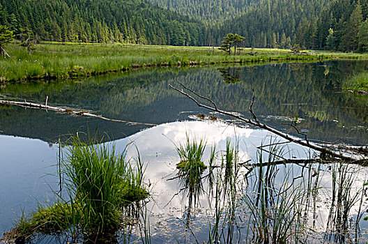 湖,自然,自然保护区,森林,公园,巴伐利亚,德国,欧洲