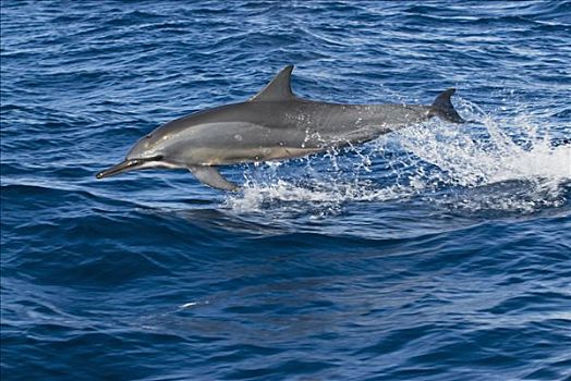 南太平洋,斐济,飞旋海豚,家族,物种,长吻原海豚,跳跃,水,靠近,珊瑚礁,岛屿