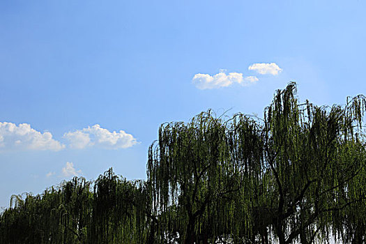 北京颐和园,树,天空