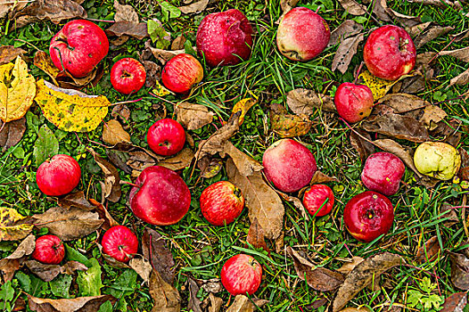 腐烂,红苹果,苹果树,横财,巴伐利亚,德国,欧洲