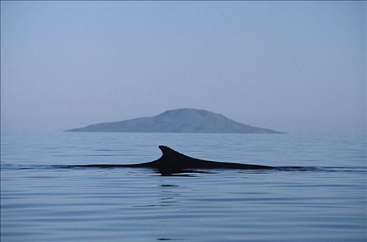 鳍鲸,长须鲸,背鳍,北下加利福尼亚州,墨西哥