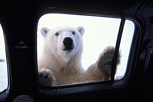 北极熊,看穿,卡车,窗户,区域,北极圈,国家野生动植物保护区,阿拉斯加