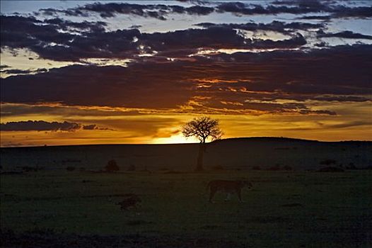 肯尼亚,纳罗克地区,马赛马拉,日落,马赛马拉国家保护区,雌狮,幼兽