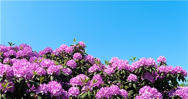 紫色,杜鹃花属植物
