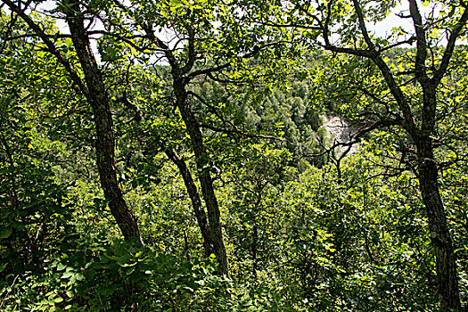 树,树林,赖丁山国家公园,曼尼托巴,加拿大