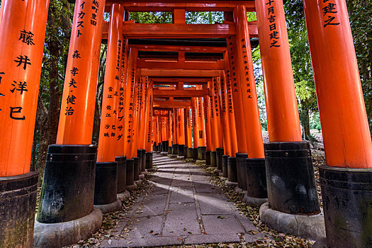 风景,红色,大门,京都,日本
