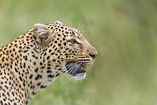 豹,头像,塞伦盖蒂,裂谷省,肯尼亚,非洲