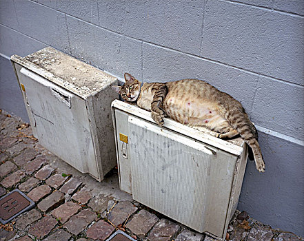 猫,休息,分配,盒子
