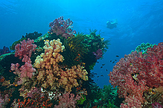 活力,多彩,软珊瑚,四王群岛,区域,巴布亚岛,伊里安查亚省