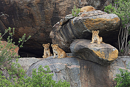 狮子,塞伦盖蒂,坦桑尼亚,非洲