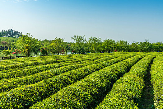 绿色的茶园,南昌凤凰沟
